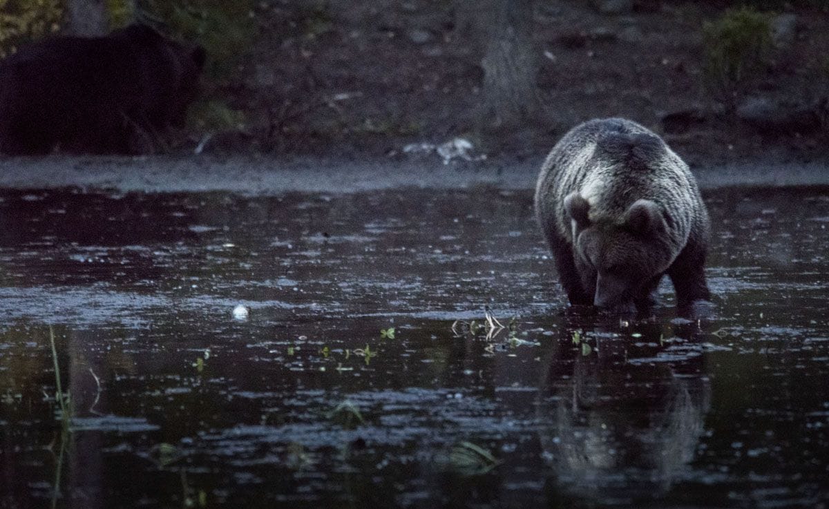 bear-night-finland-kuusamo