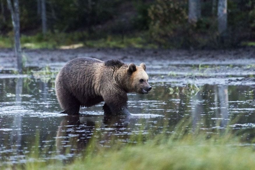bear-pond-finland-russia