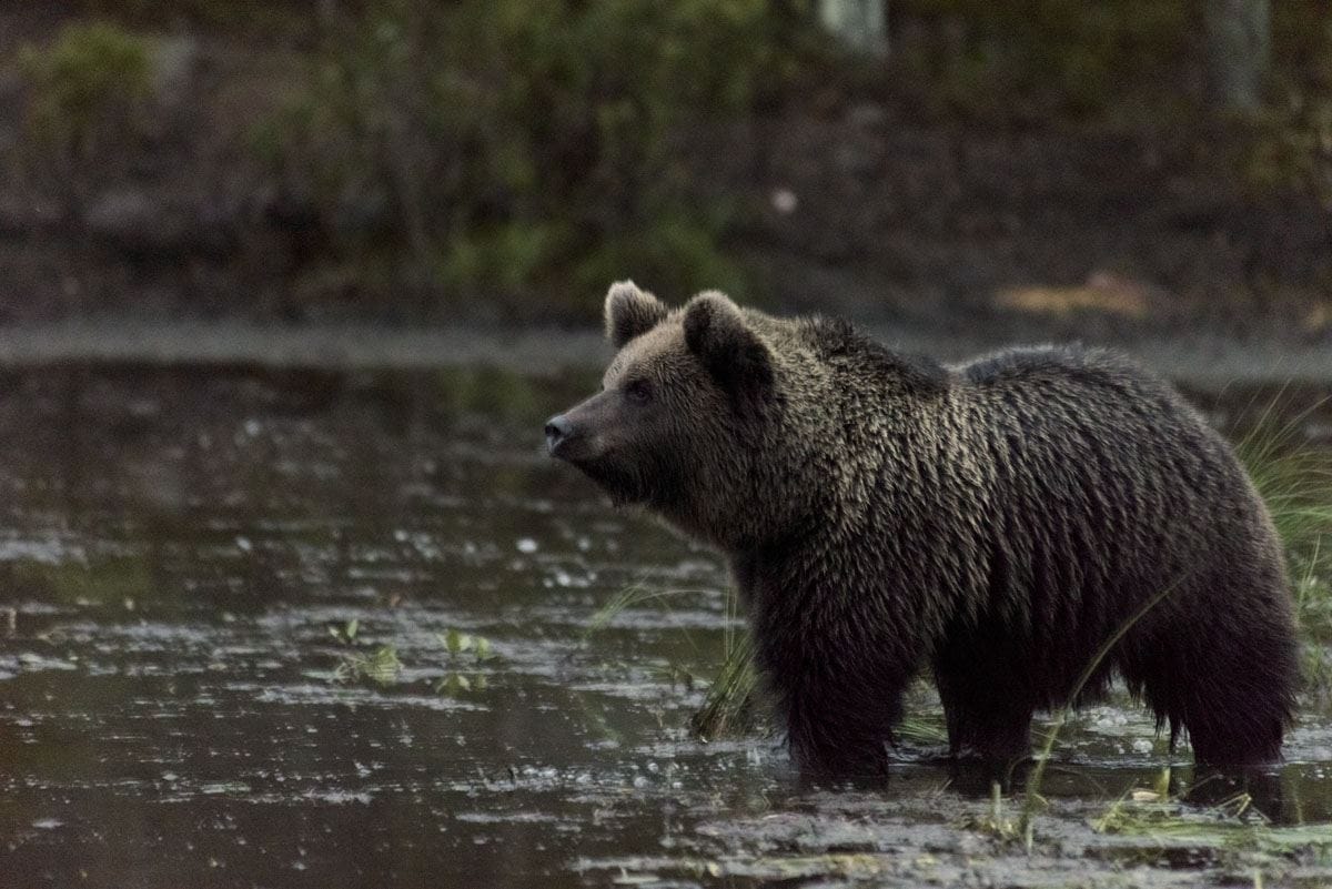 bear-profile-pond