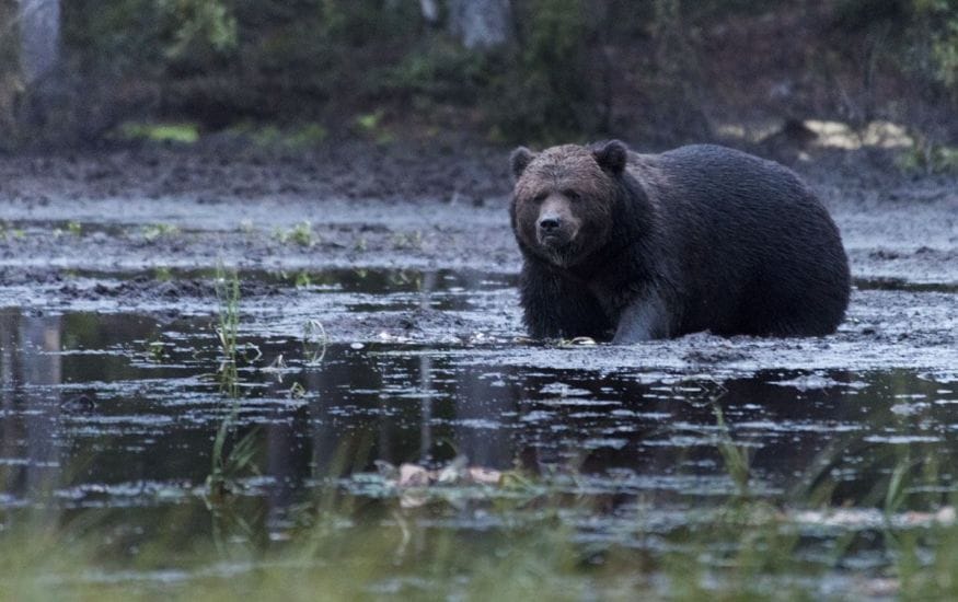 bear-watching-finland-kuusamo