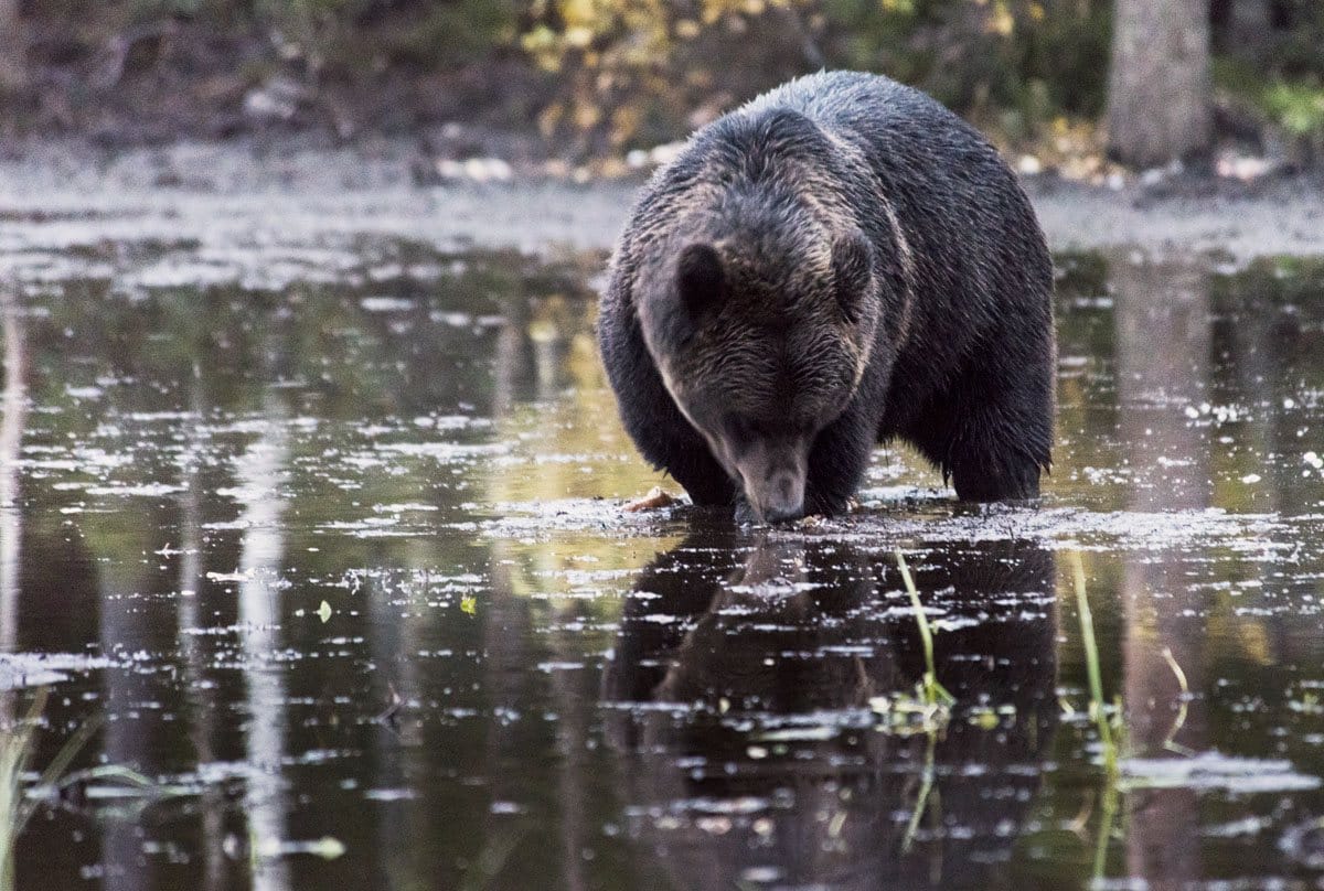 bear-watching-finland-lapland