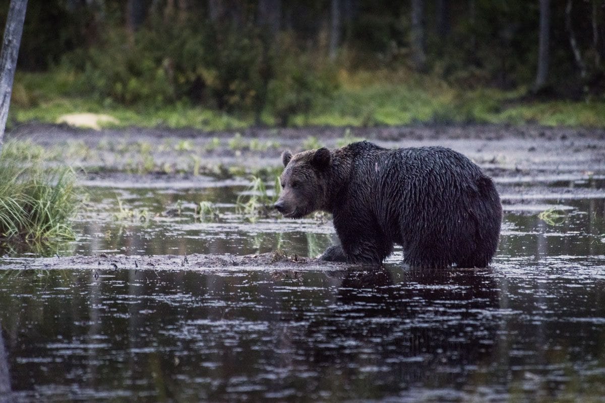 bear-watching-in-finland-kuusamo