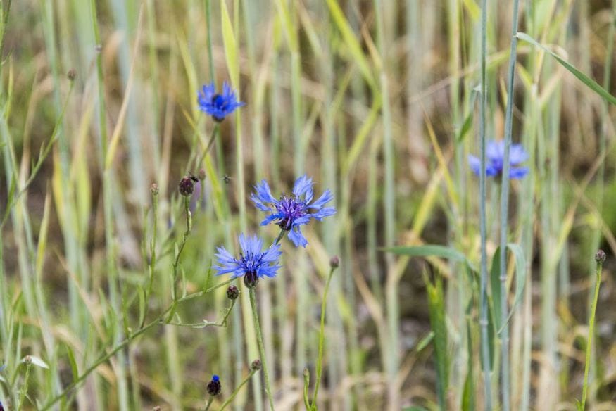 blue-flower-finland