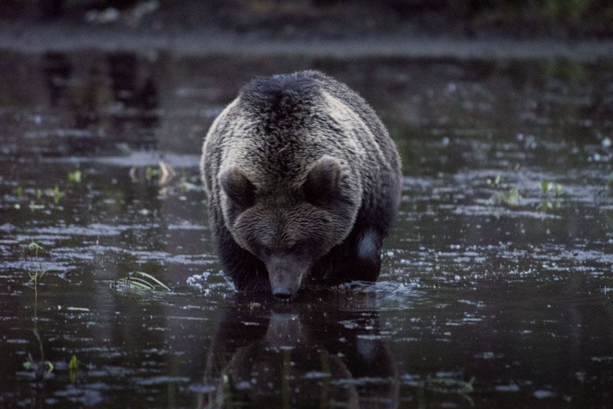 brown-bear-drinking-forest-finland