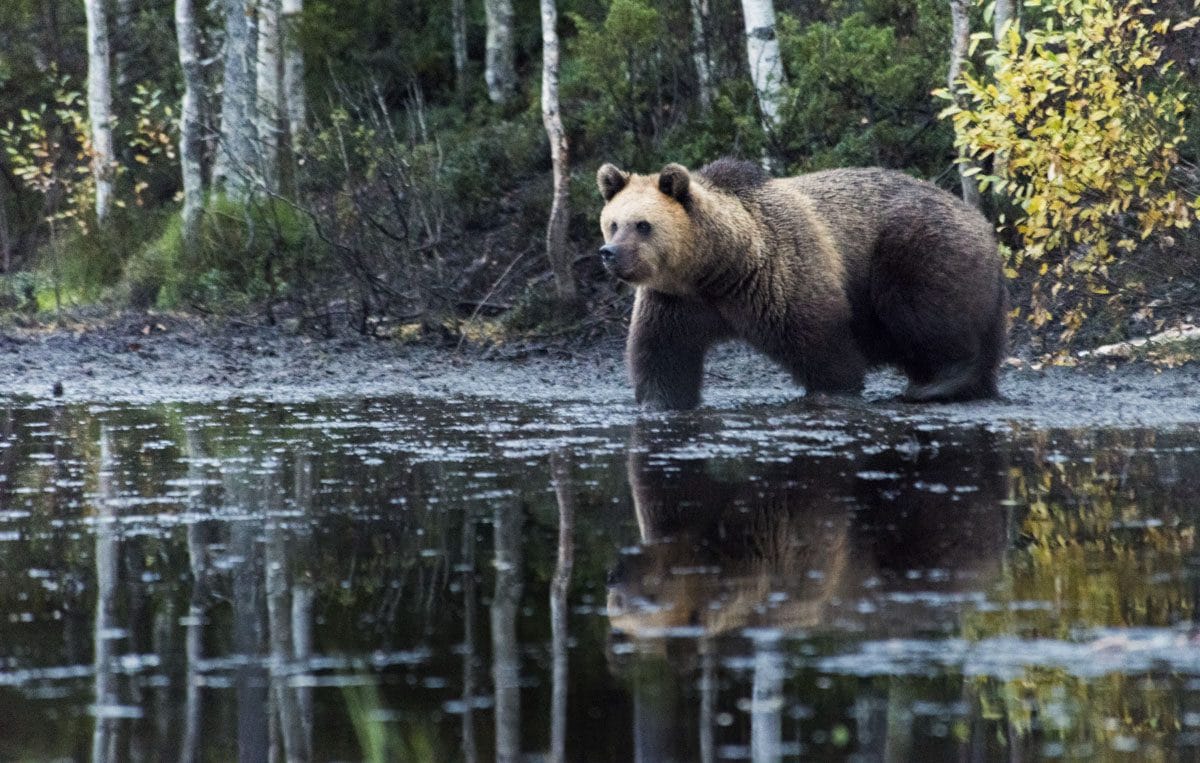 brown-bear-finland-lapland