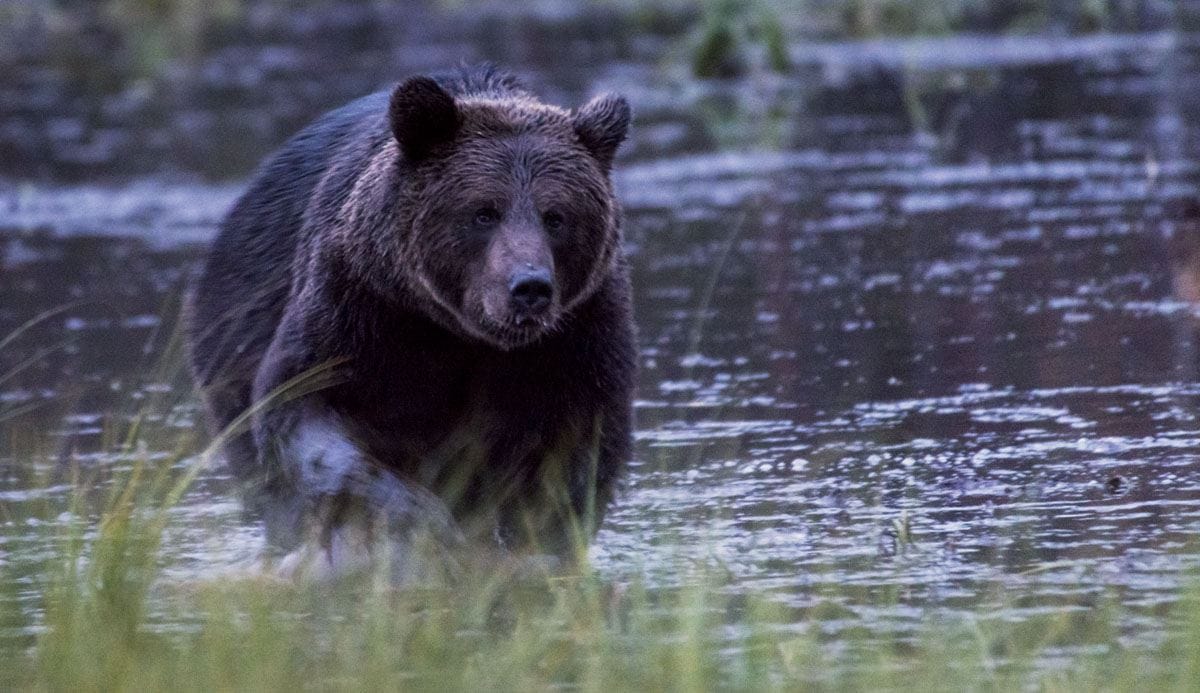 brown-bear-forest-kuusamo-lapland