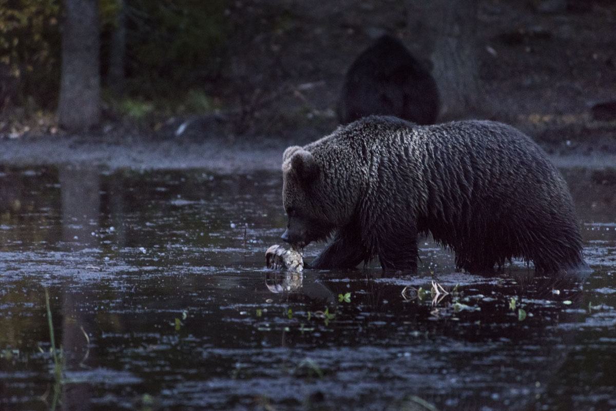 brown-bear-night-finland