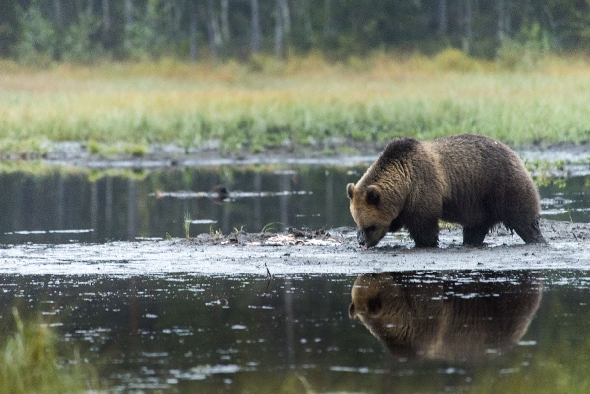 brown-bear-watching-finland