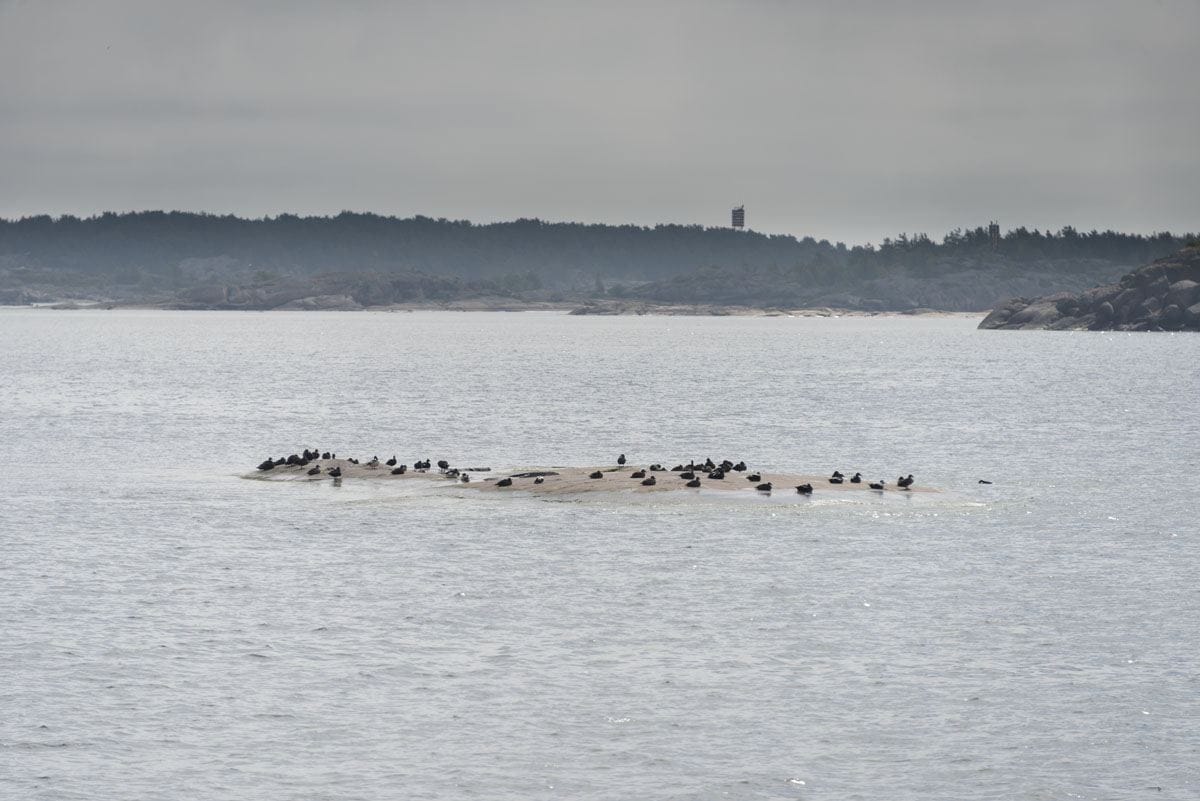 eider-ducks-on-rock