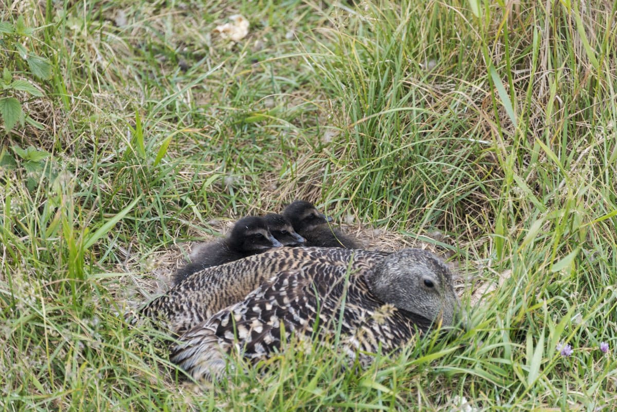 eider-ducks