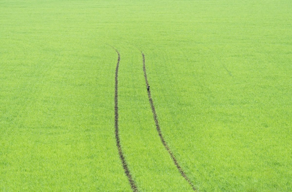 field-bird-finland