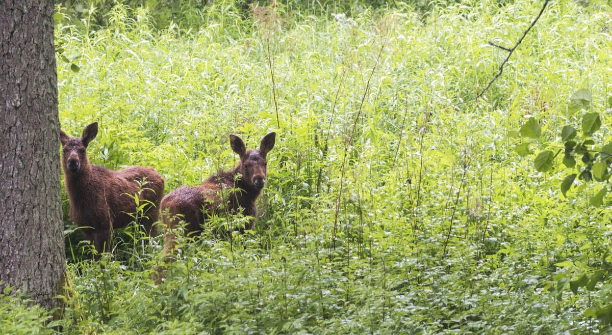 fiskars-baby-moose