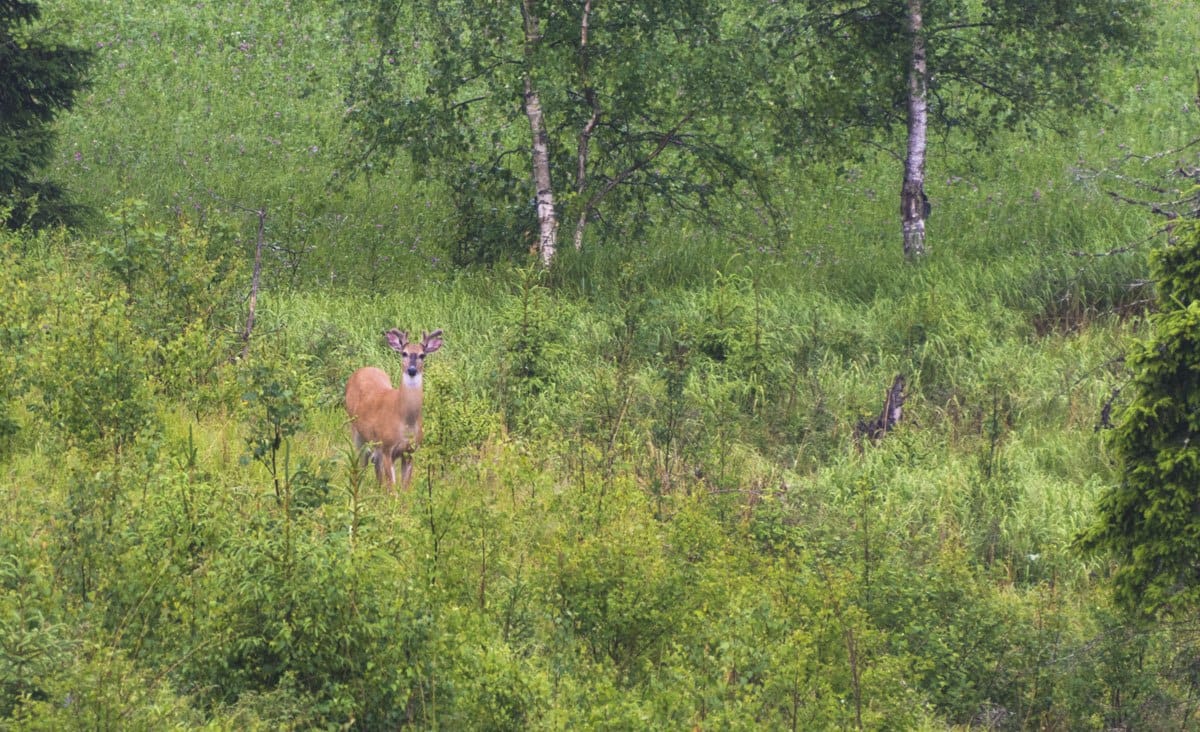 fiskars-mustionlinna-deer