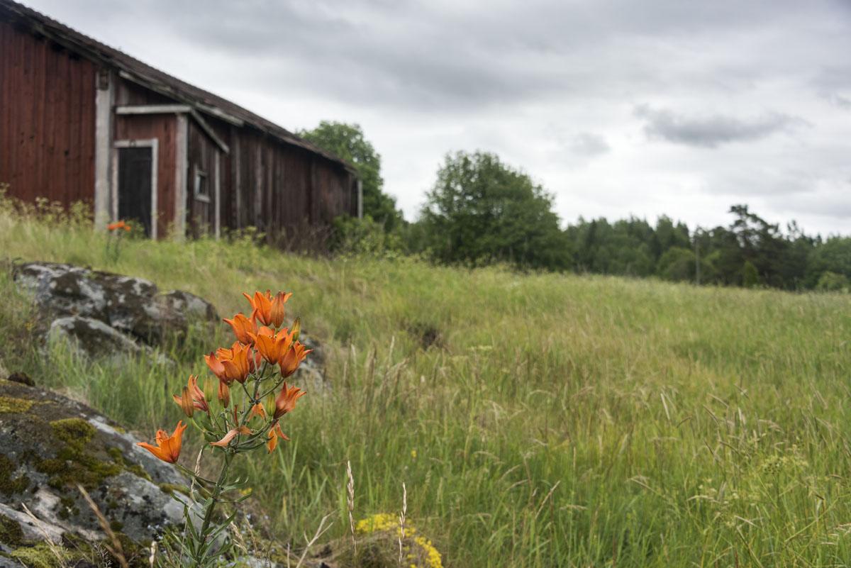 red-flowers-finland