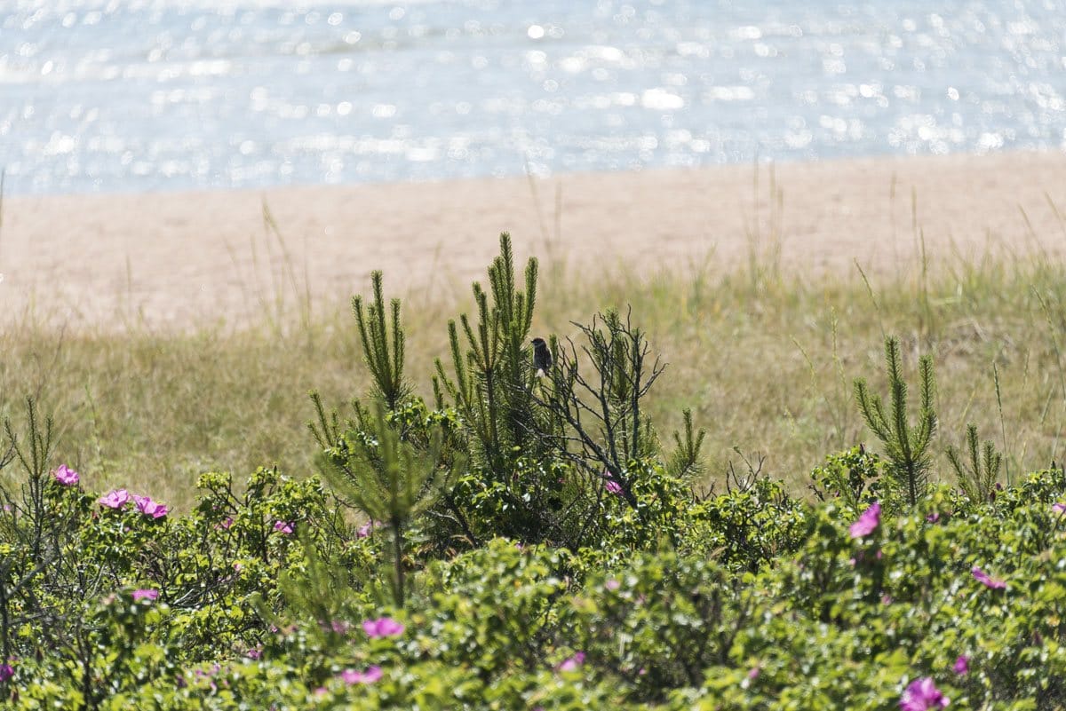 sea-summer-hanko-finland