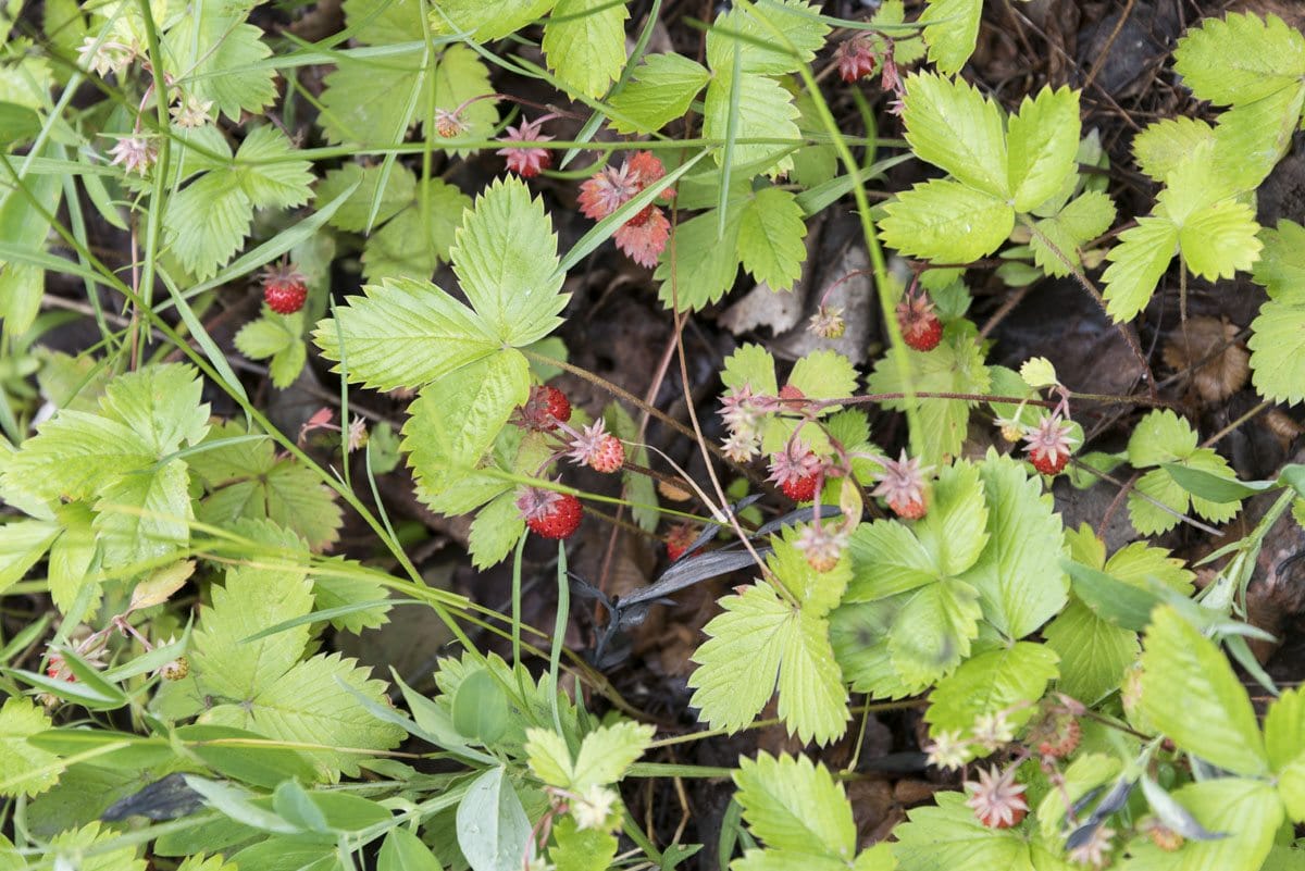 wild-strawberries-finland