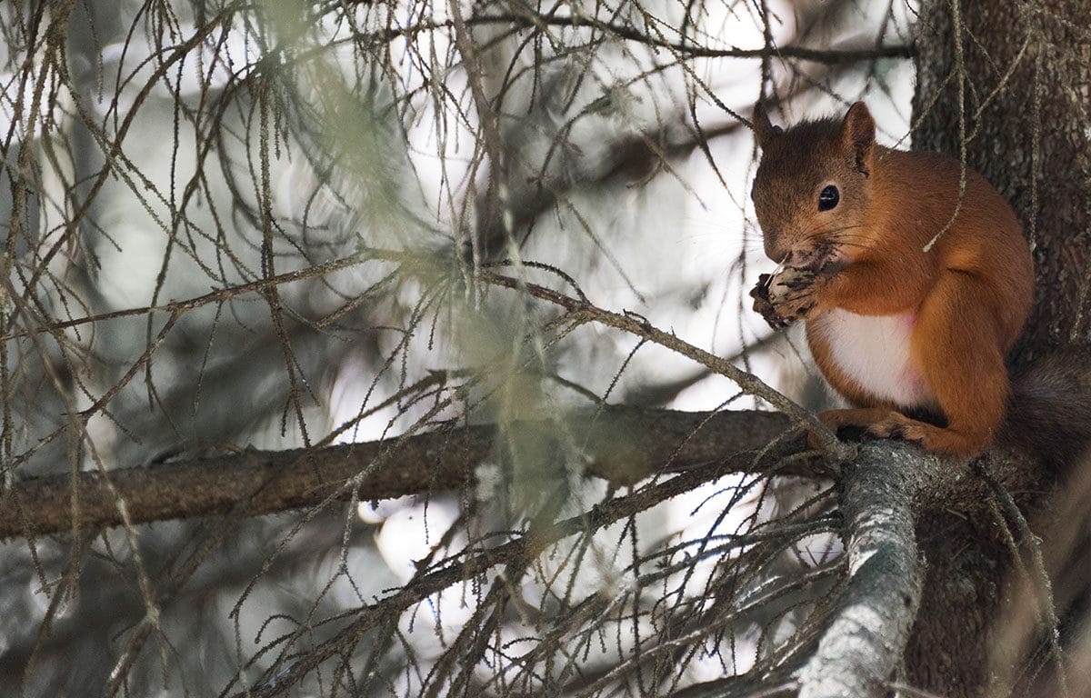 aland-sandosund-squirrel