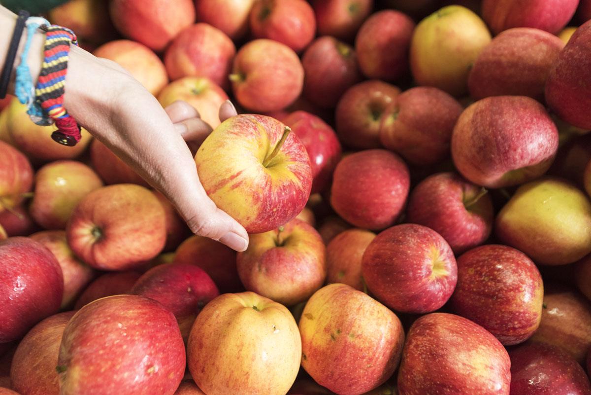 apples-popovo-polje