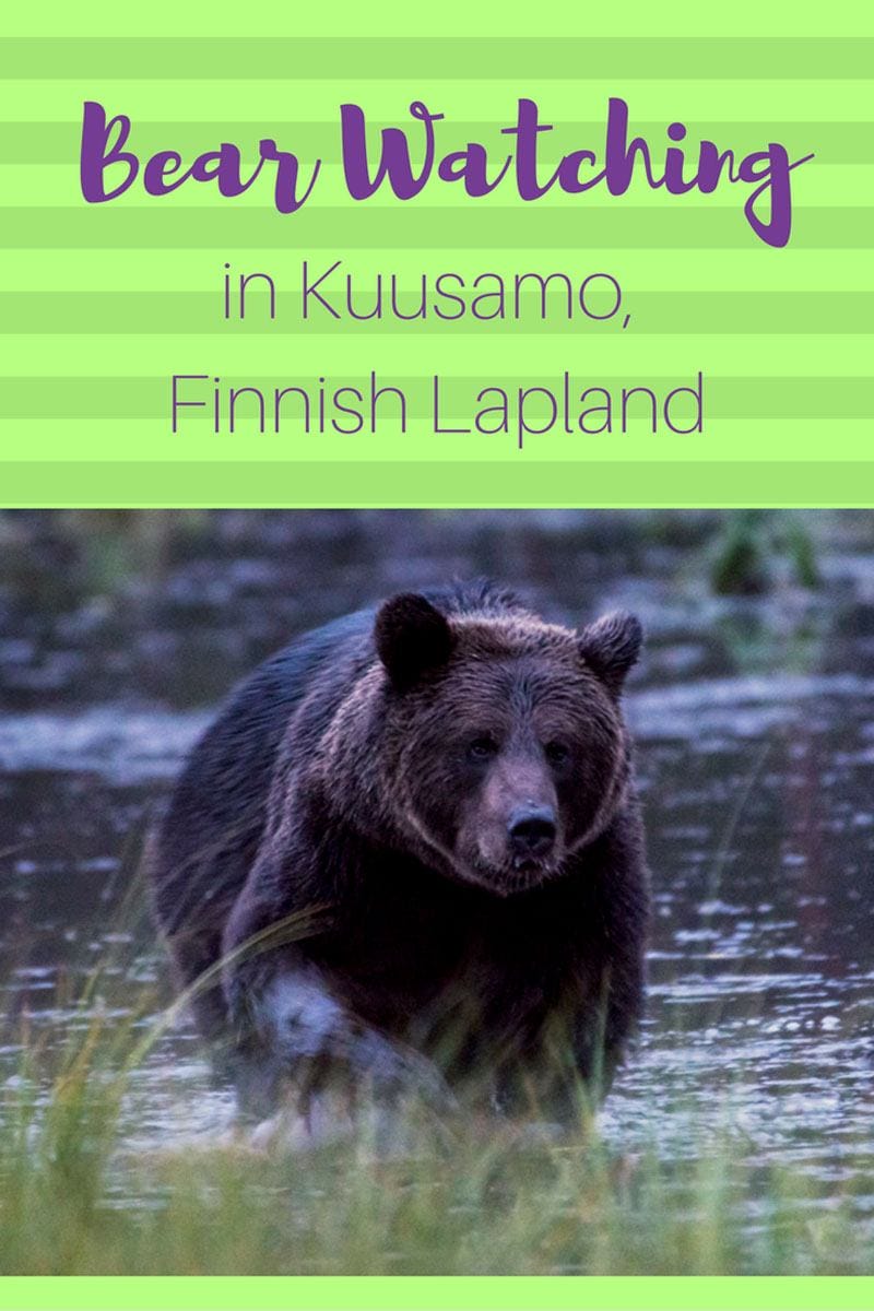 bear-pin-kuusamo
