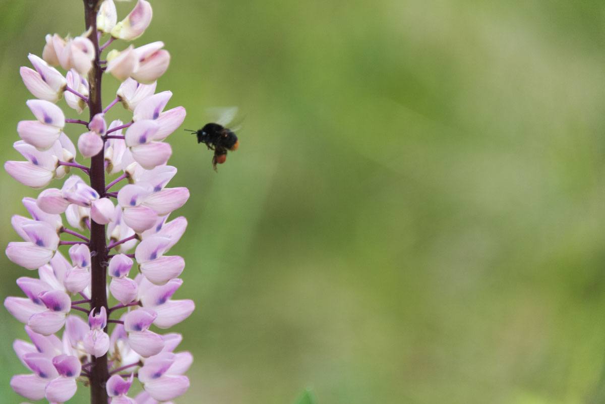 bee and lupin flower