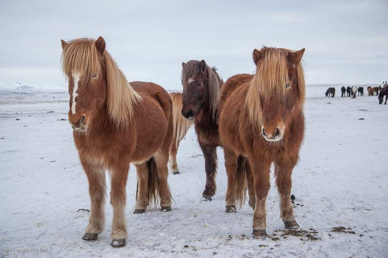 cavalli-islanda