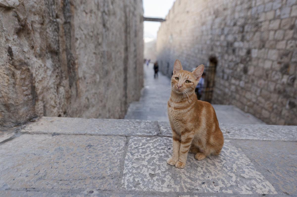 dubrovnik-cat