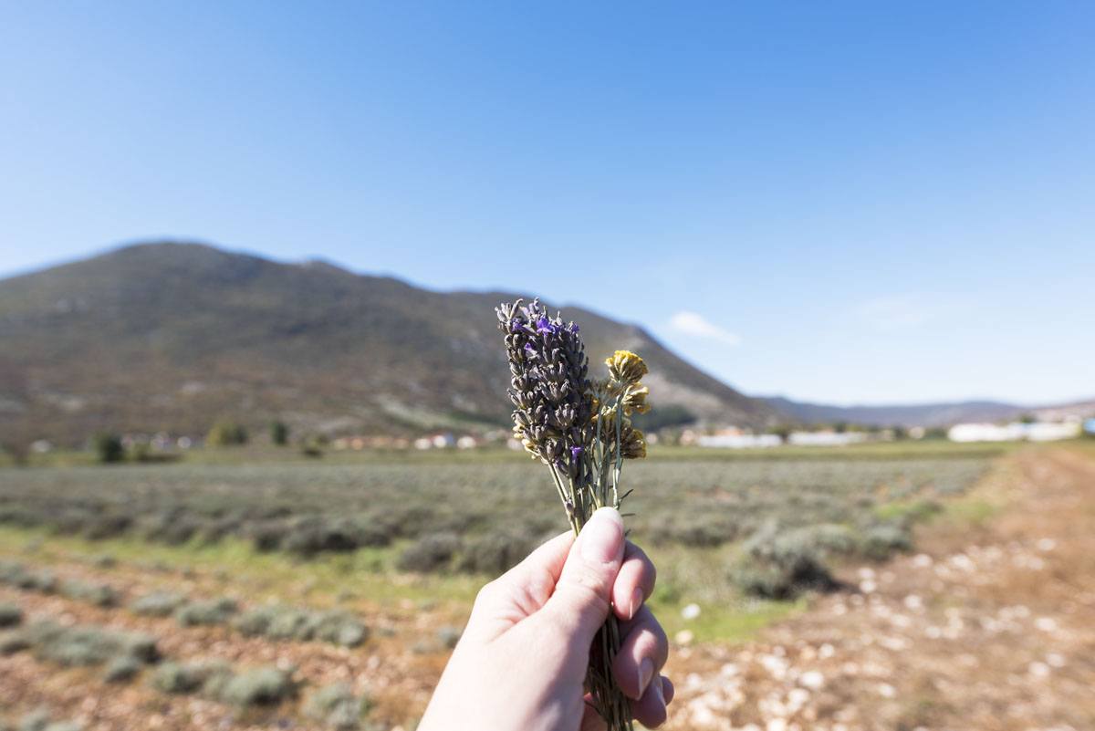 herzegovina-wild-herbs