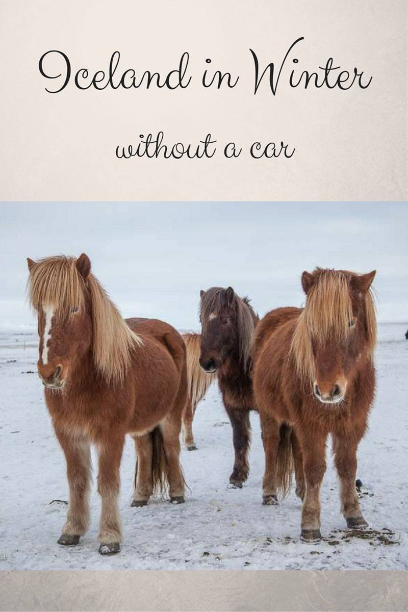 icelandic-horses-pin