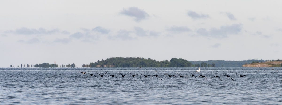 jurmo-aland-birds