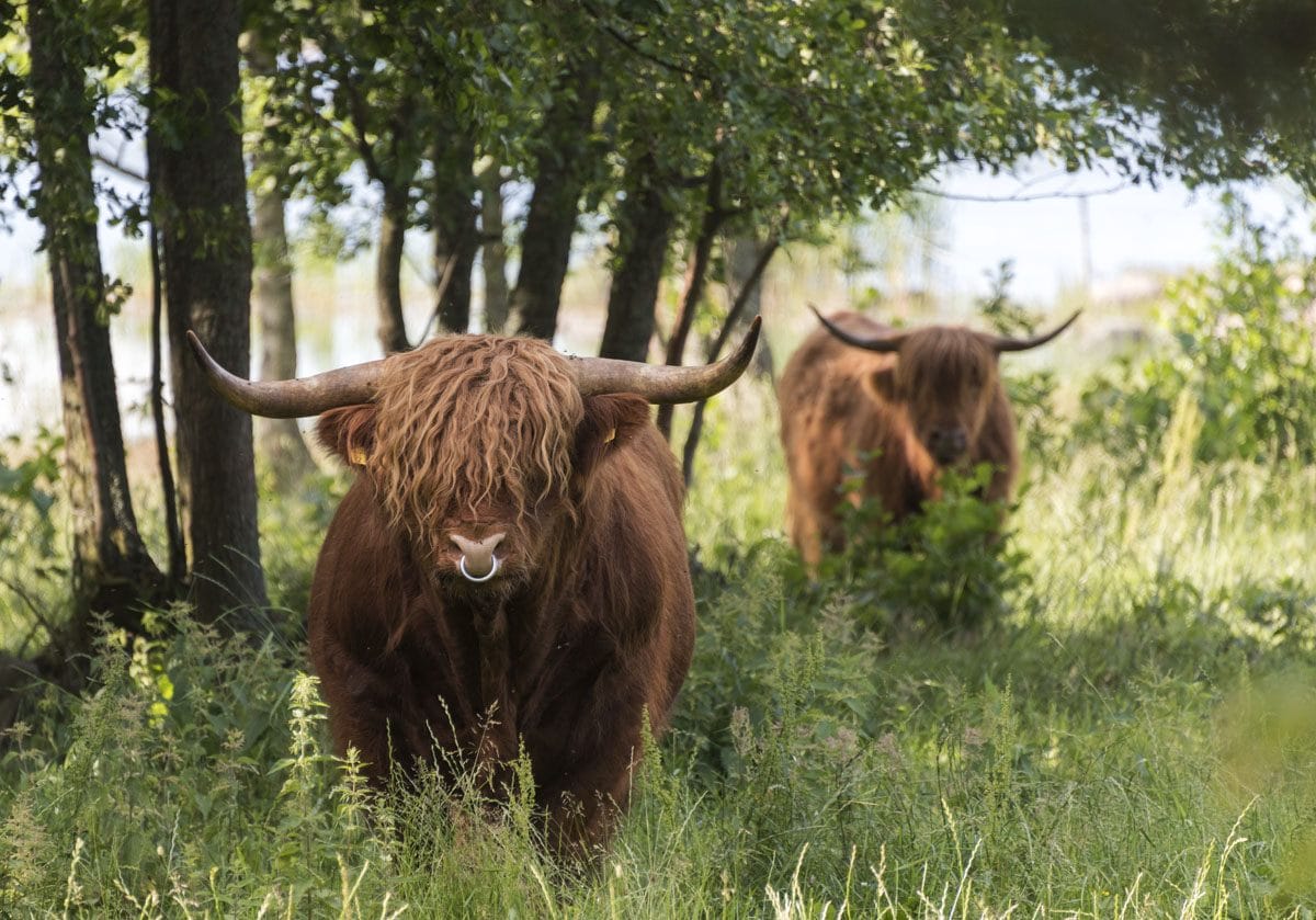 jurmo-aland-highland-cows