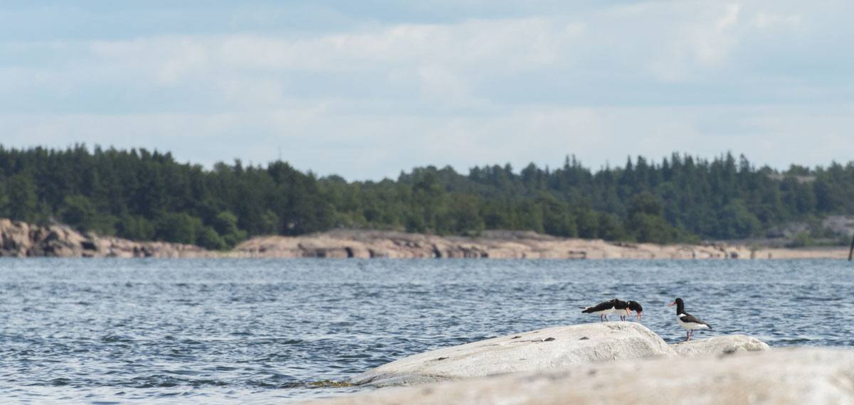 jurmo-aland-islands-birds