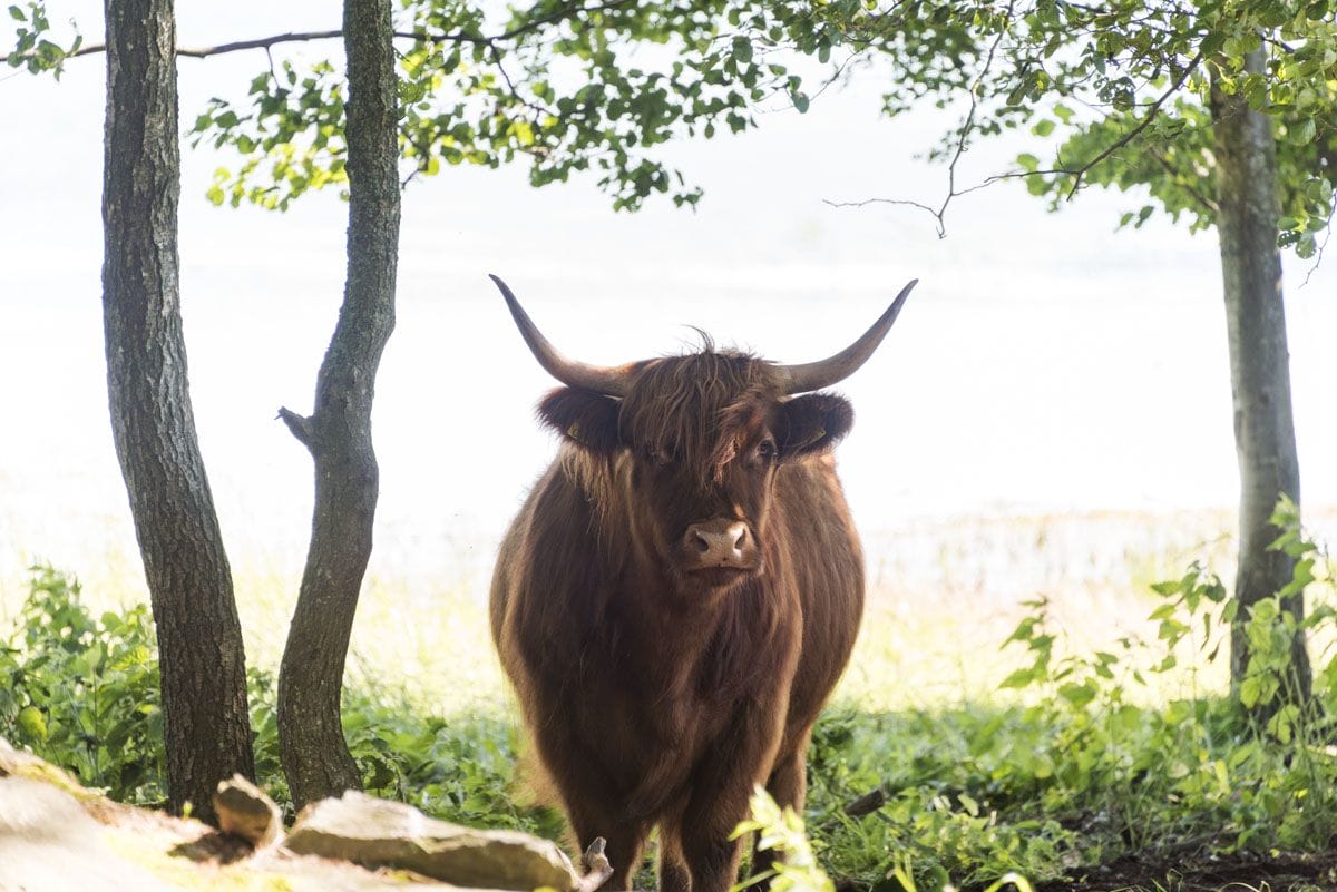 jurmo-aland-pretty-highland-cow