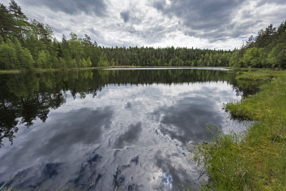 lake katrontrask trees