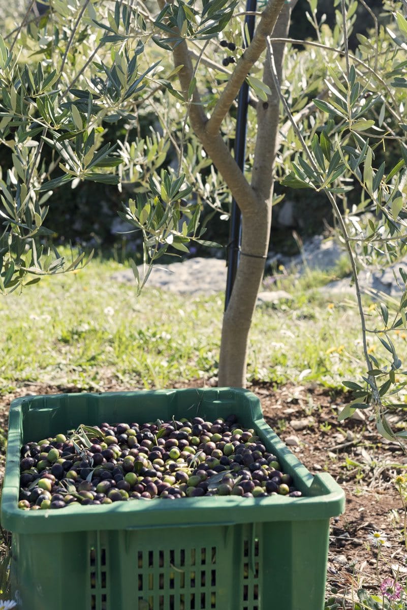 olives-sipan-croatia