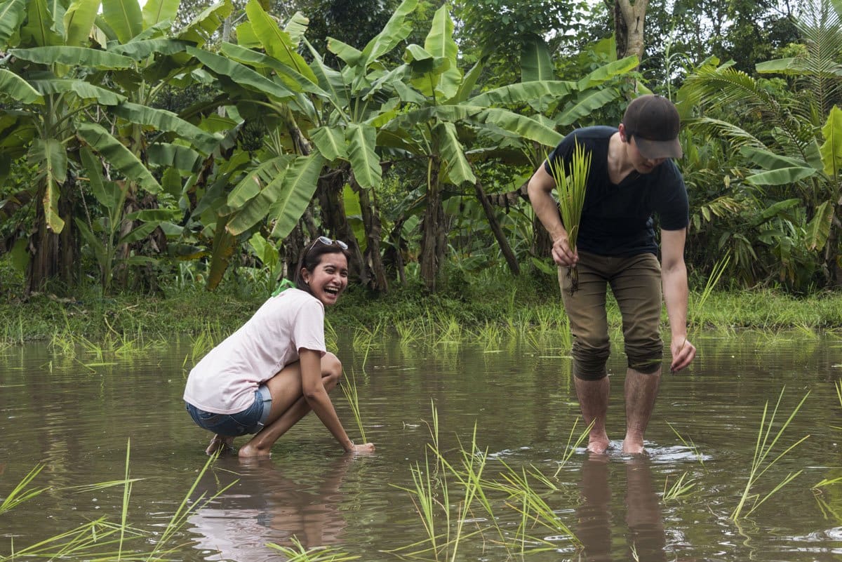 pentingsari-village-planting-rice