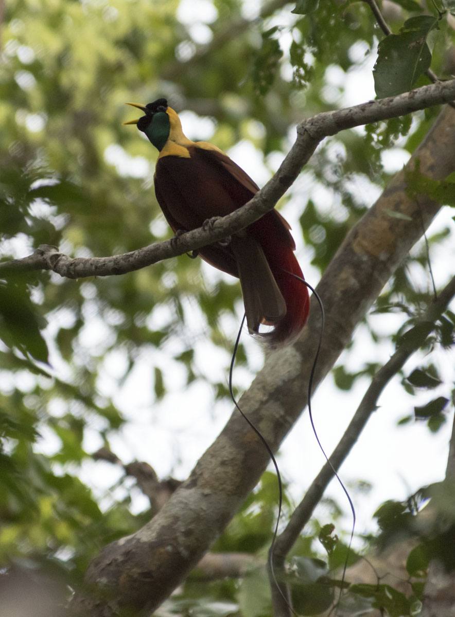 raja-ampat-bird-of-paradise