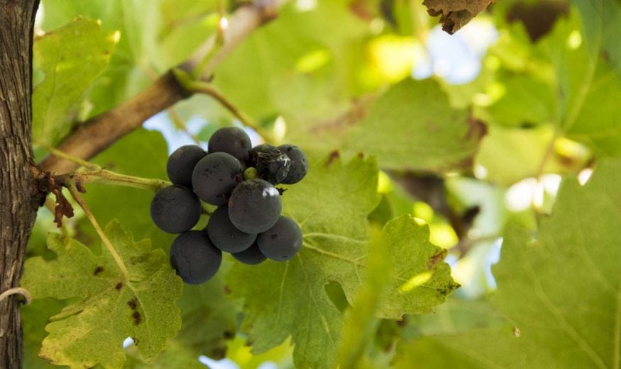 sipan-croatia-miho-bender-grapes