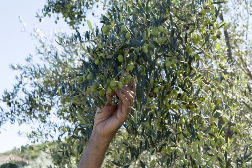 sipan-croatia-picking-olives