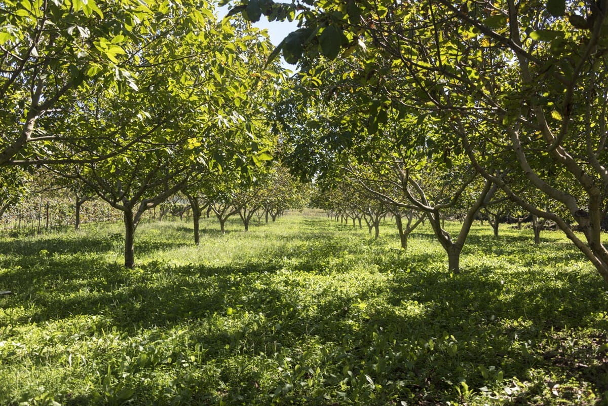 sipan-croatia-walnut-trees