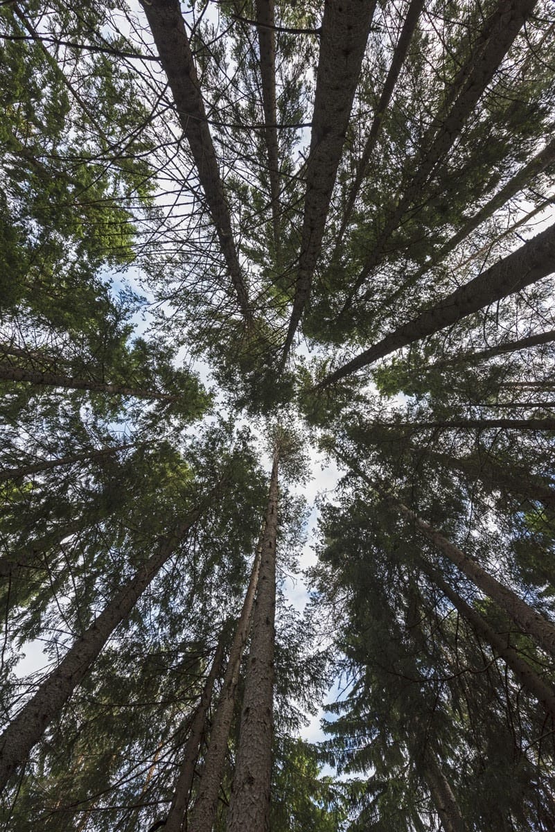 sipoonkorpi national park trees