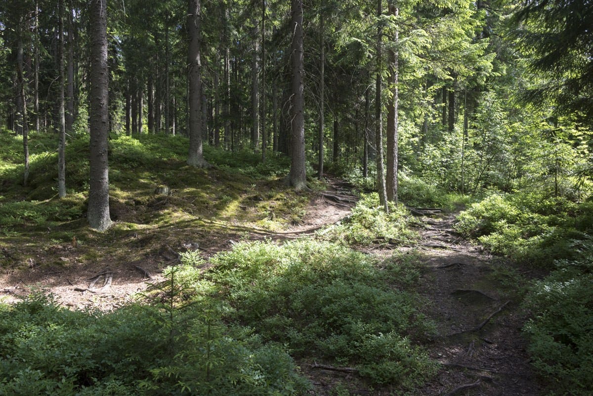 sipoonkorpi national park woods