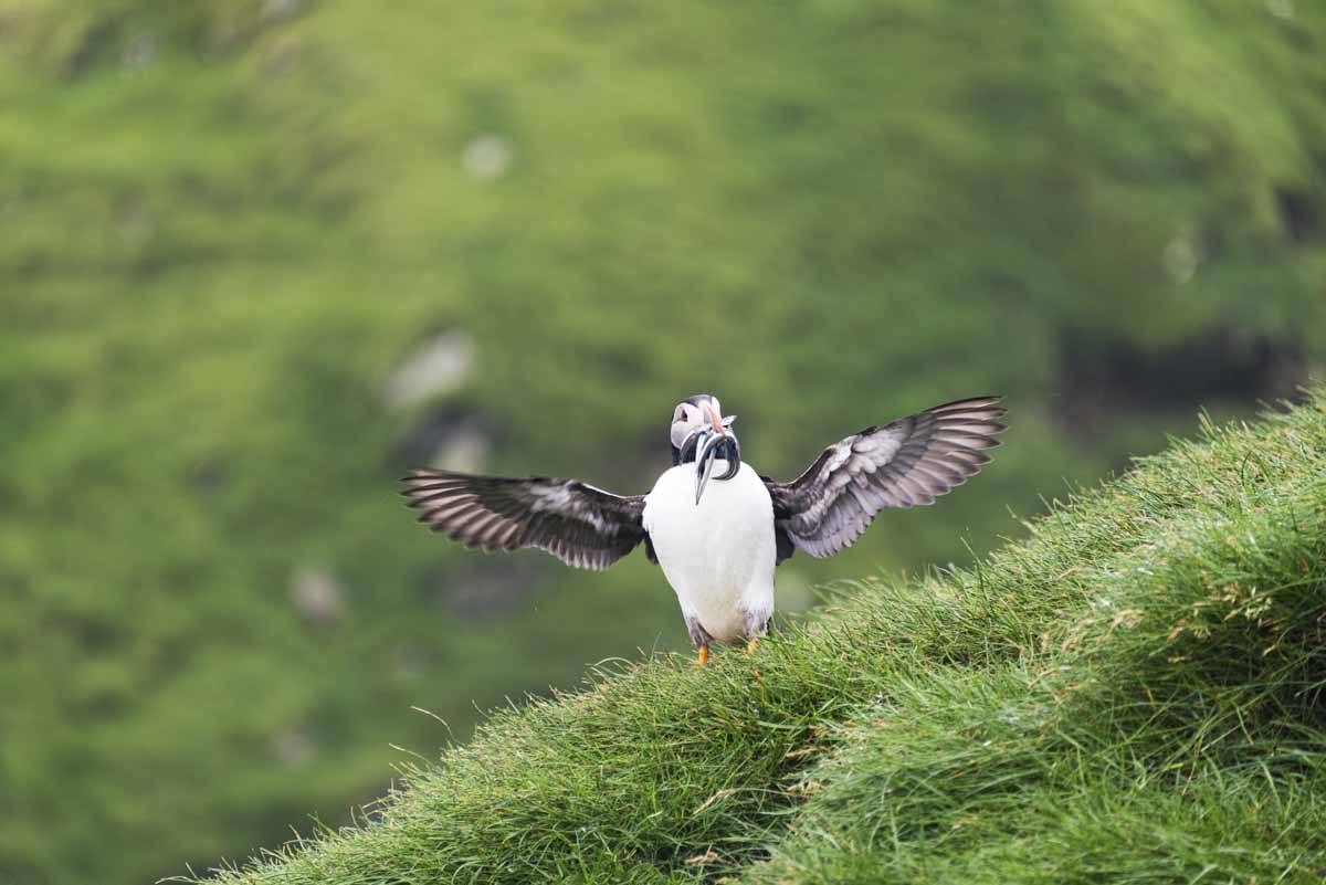 faroe mykines puffin