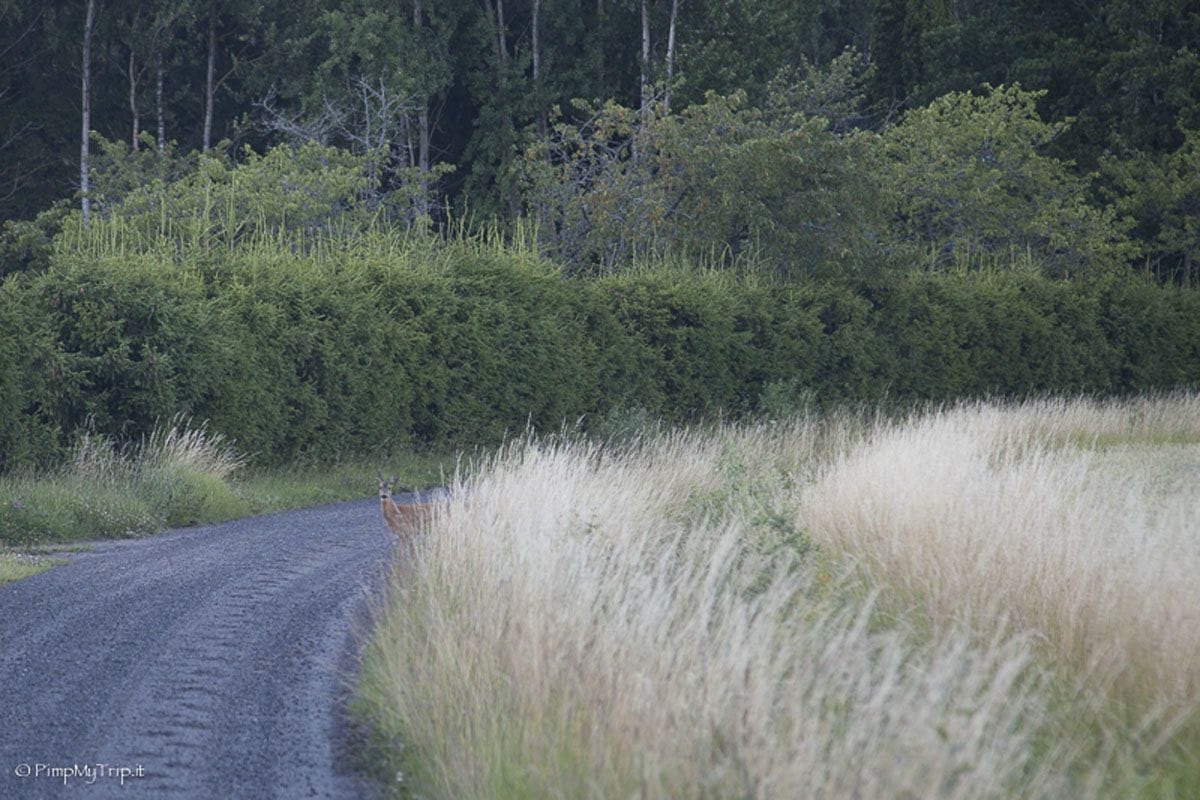 night safari stockholm 2