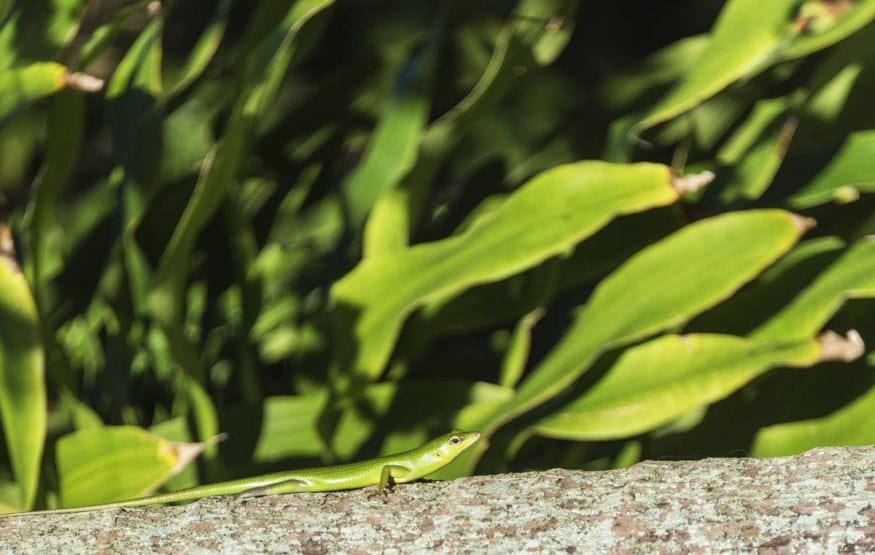 Philippines-Siquijor-green-lizard