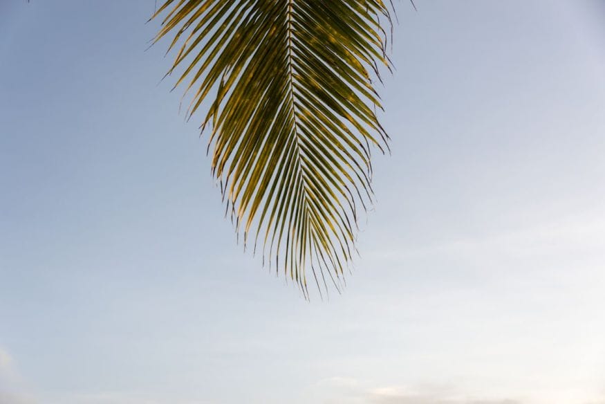 Philippines-Siquijor-palm