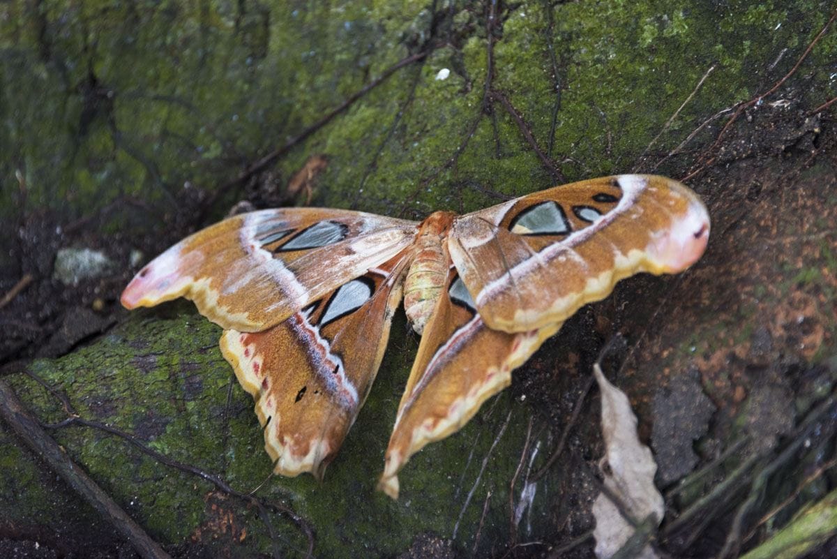 Philippines atlas moth