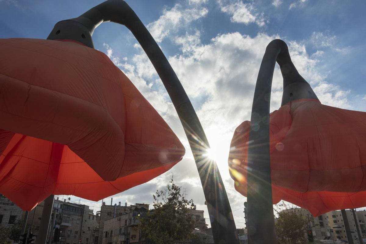 poppies valiero square