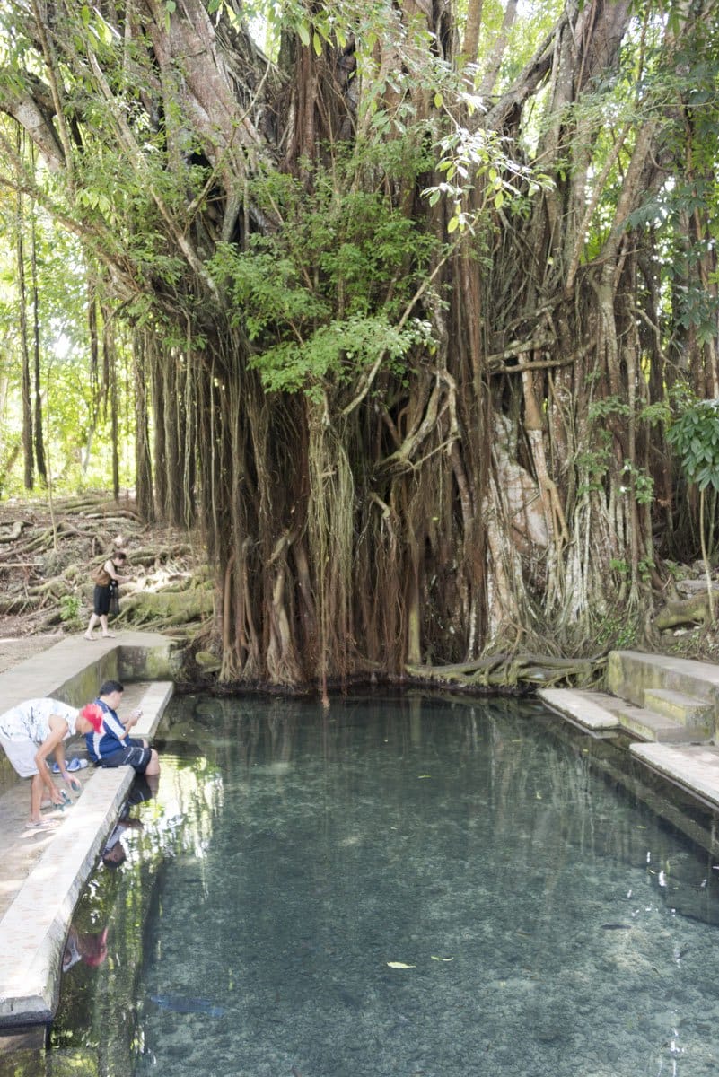 siquijor balete tree