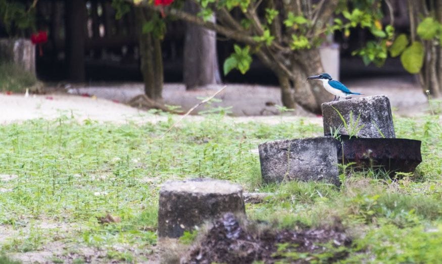 siquijor philippines blue kingfisher