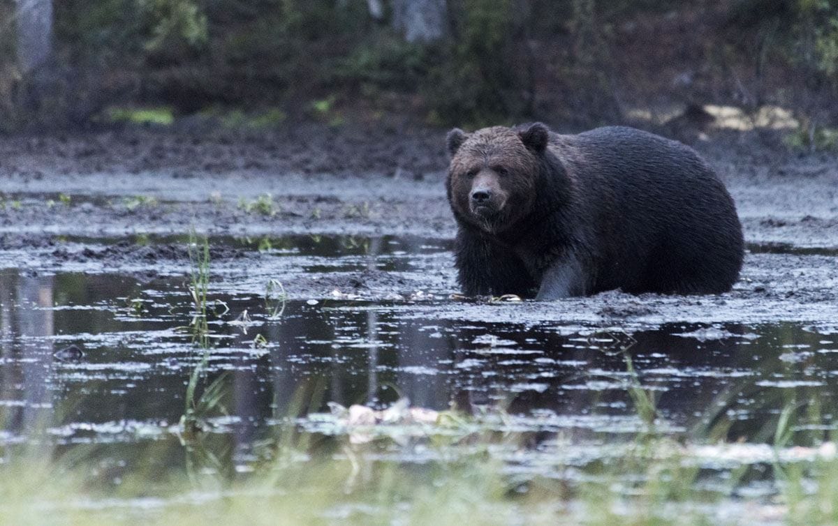 stopover-finland-kuusamo-bear-2